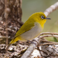 Indian White-eye
